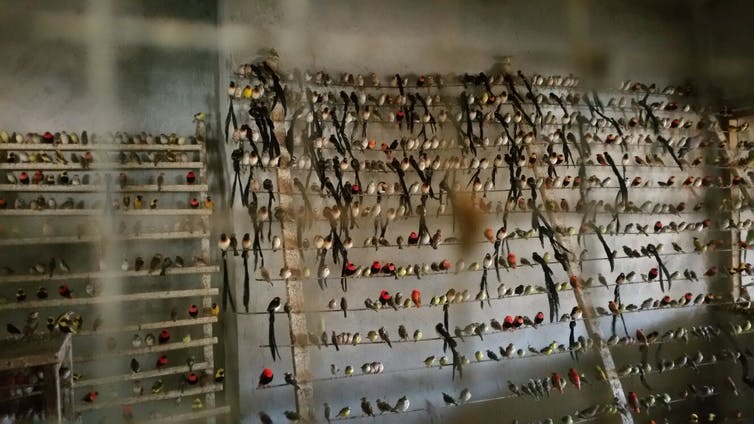 Hundreds of small songbirds perched in rows in cramped conditions in a bare concrete room that is poorly lit