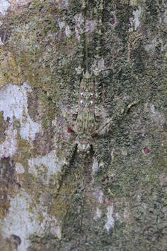 Grasshopper camouflaged on a tree trunk