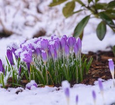 crocuses seen coming through snow.