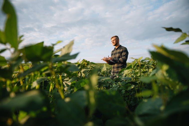 A farmer surveys crops in a field.