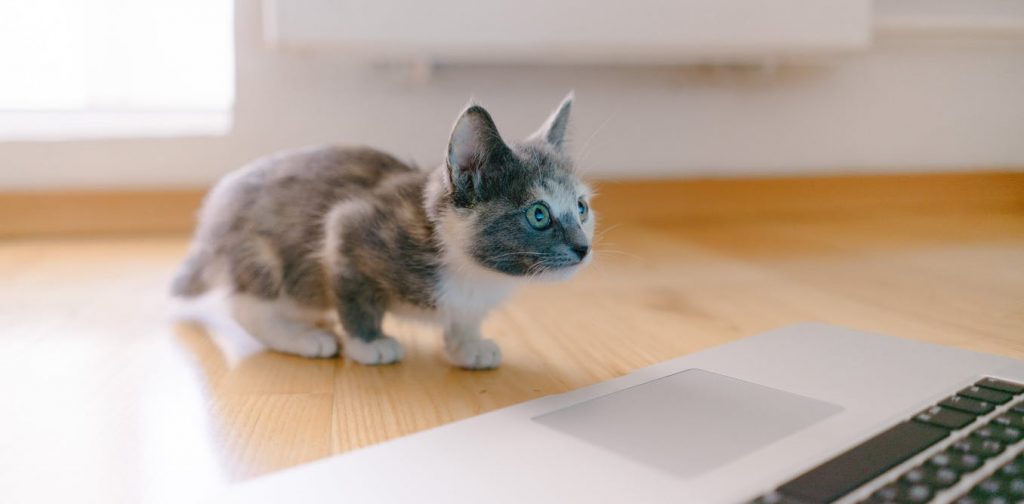 Why your cat is lousy at chess yet way smarter than even the most advanced AI