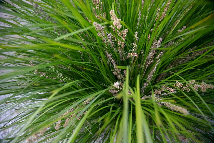 Mat rush with brown flowers