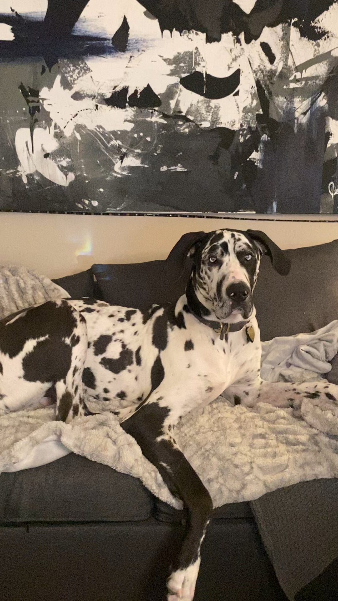 Game dog.in my game room. On my game couch…