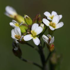 Image of Arabidopsis thaliana.