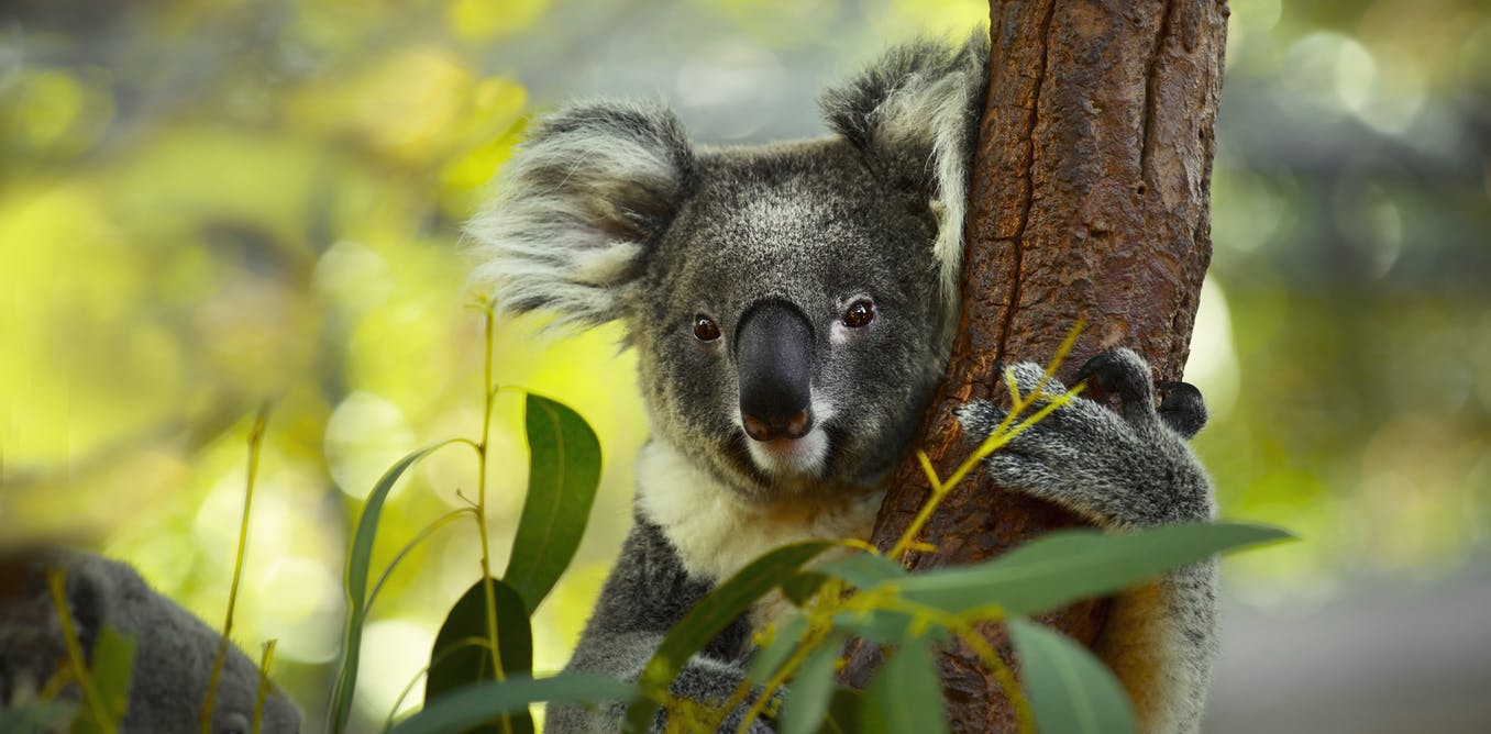 Computing can help save the koala by predicting where they can survive