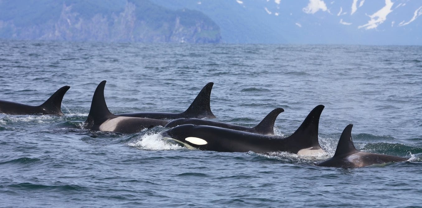 Curious Kids: which is smarter – a blue whale or an orca?