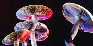 Do mushrooms really use language to talk to each other? A fungi expert investigates