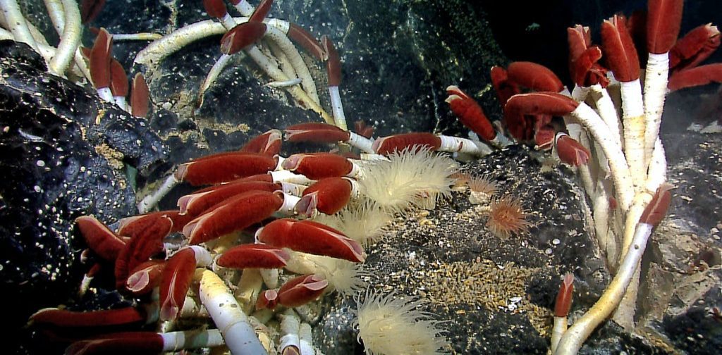 Explorer Robert Ballard's memoir finds shipwrecks and strange life forms in the ocean's darkest reaches