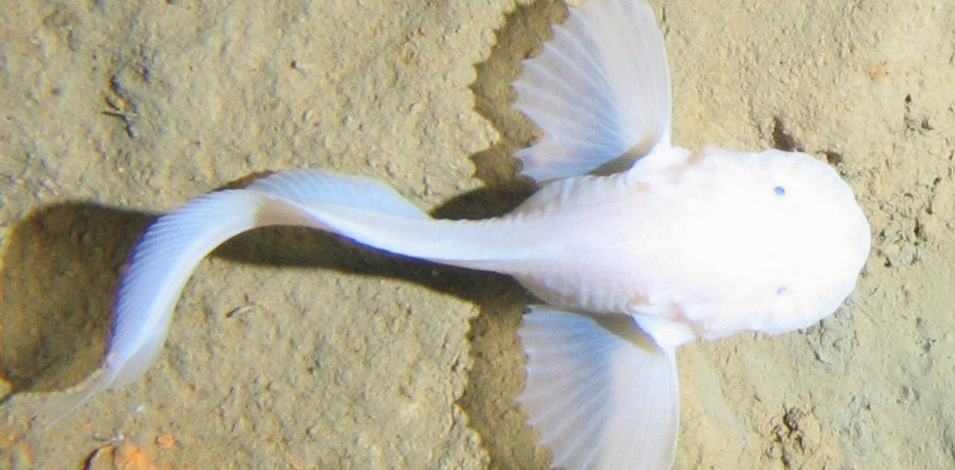 Fish-inspired soft robot survives a trip to the deepest part of the ocean