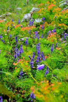 Blue flowers