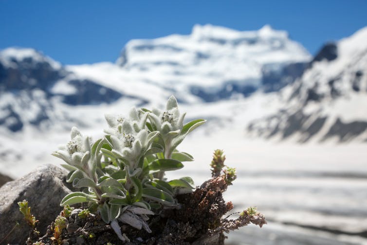 White flower with mountains in background