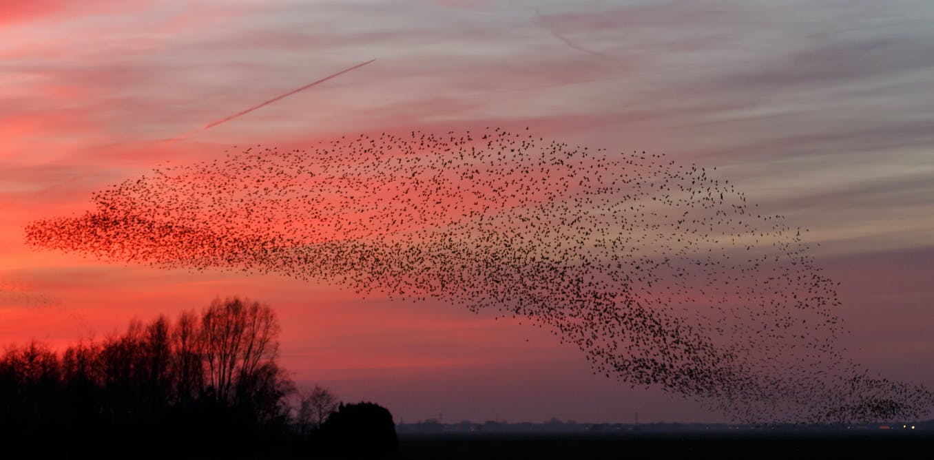 Starling murmurations: the science behind one of nature's greatest displays