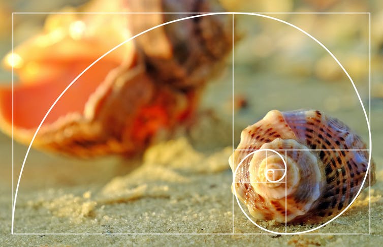 Golden ratio against a shell on a beach.