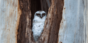 Urban owls are losing their homes. So we're 3D printing them new ones