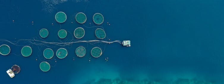 Aerial drone photo of large fish farms