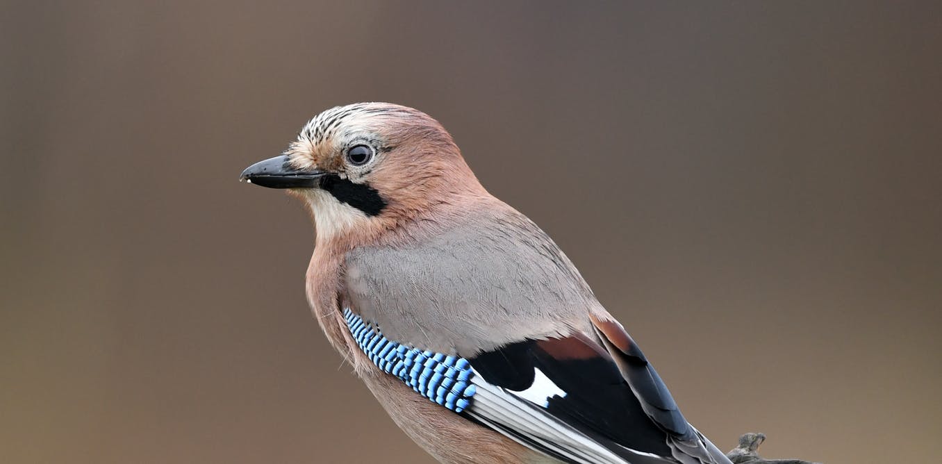 We performed magic tricks on birds to see how they perceive the world