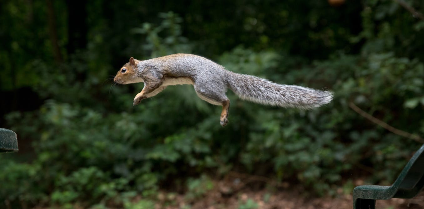 We used peanuts and a climbing wall to learn how squirrels judge their leaps so successfully – and how their skills could inspire more nimble robots