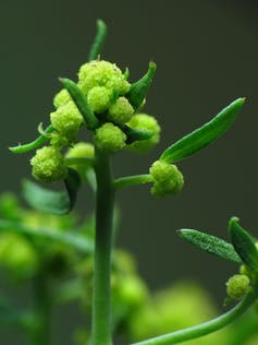 A type of green cauliflower, in a many pointed star shape with spiral patterns.