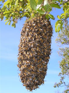 A football-shaped cluster of bees hangs from a branch.