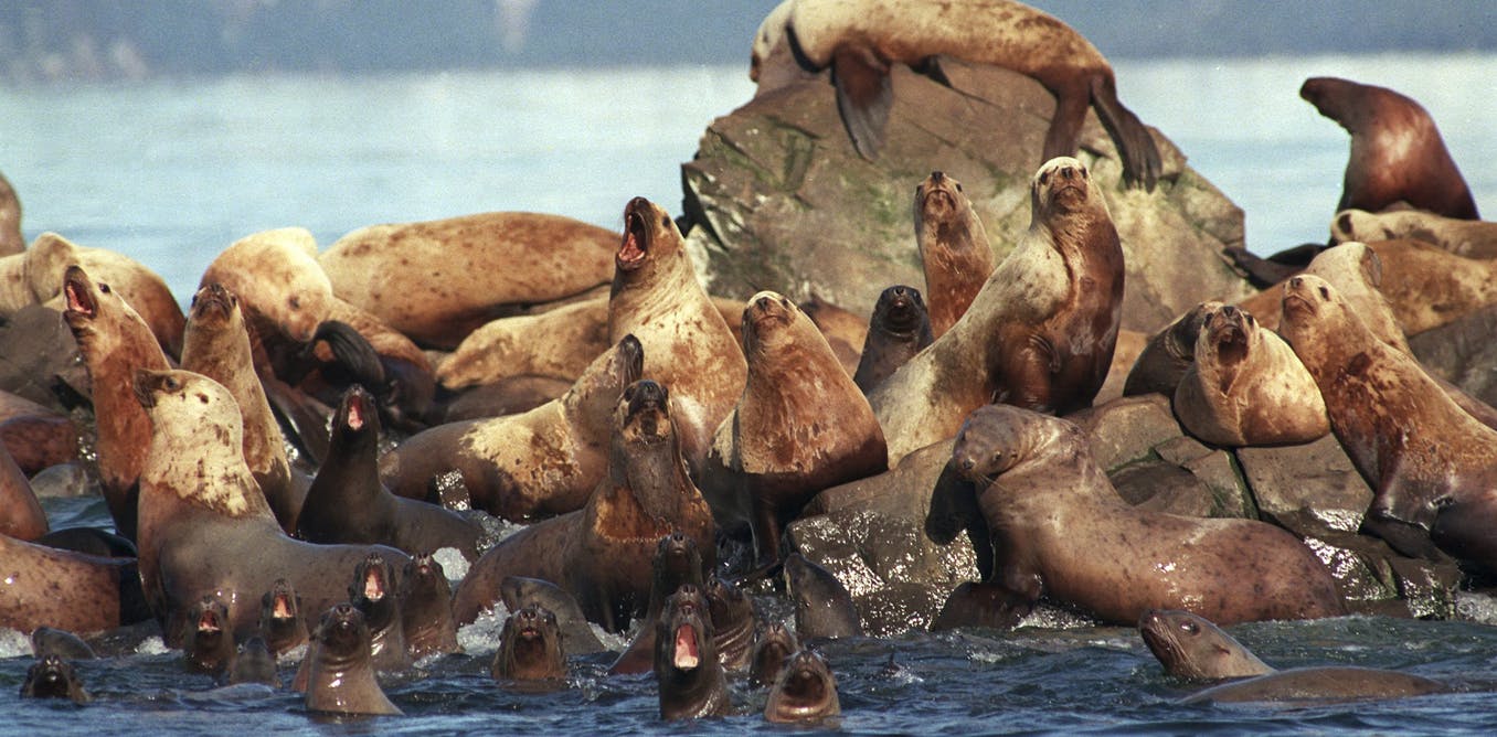 Once the slick is gone: New tool helps scientists monitor chronic oil in Arctic wildlife