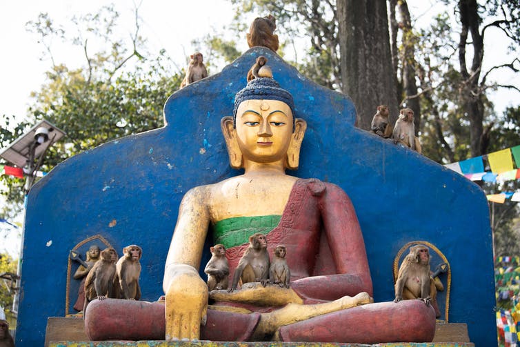 Image of Rhesus macaques monkeys at Swayambhunath temple high above Kathmandu.