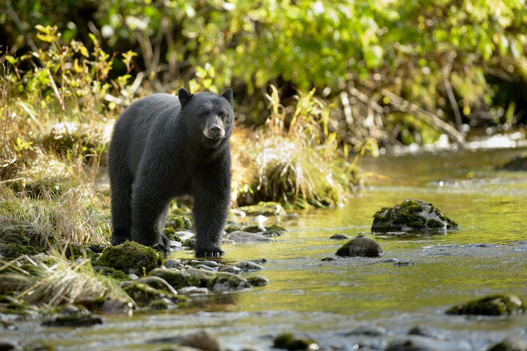 Black bear at edge of river