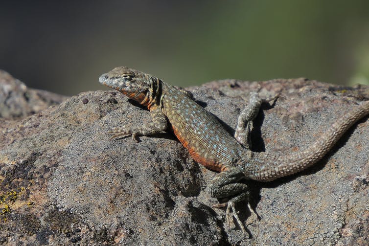 A male side-blotched lizard sits diagonally on a rock