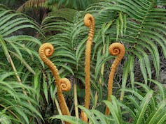 tree fern amid other green fern foliage