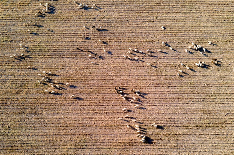 Sheep from above