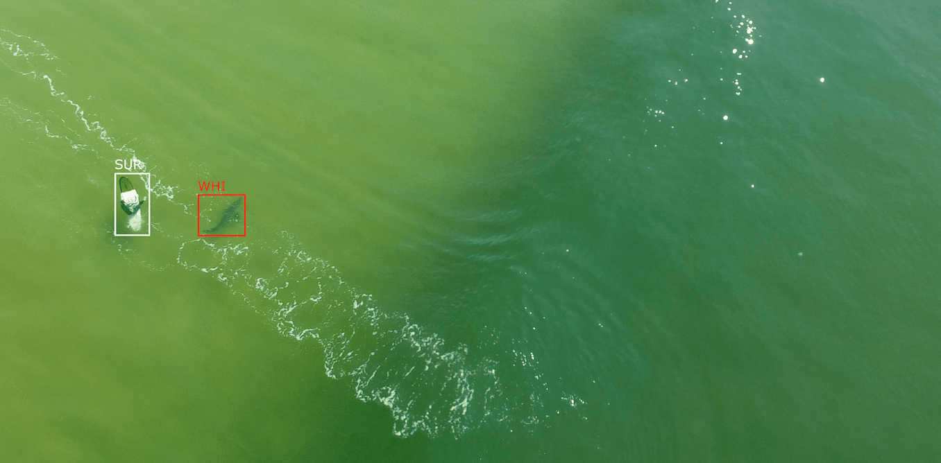 How shoring up drones with artificial intelligence helps surf lifesavers spot sharks at the beach