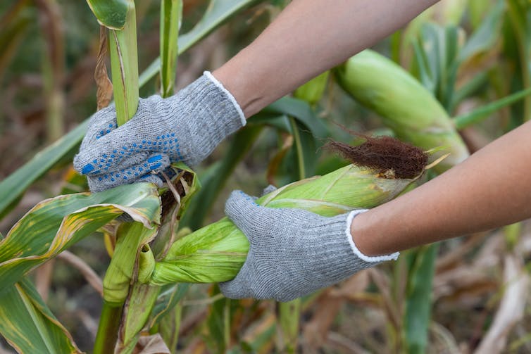 A set of hands harvest an ear of corn from a stalk