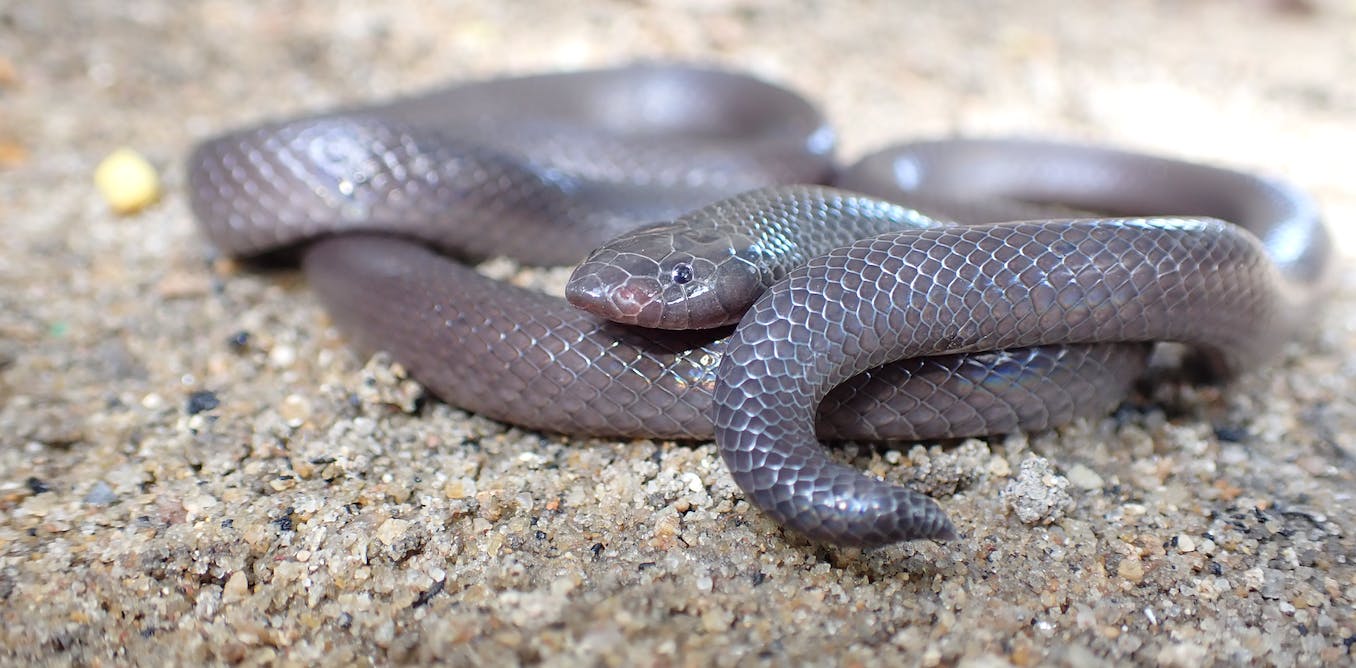 Mozambique had no data about snakebites. Our new study filled the gap -- and the results are scary