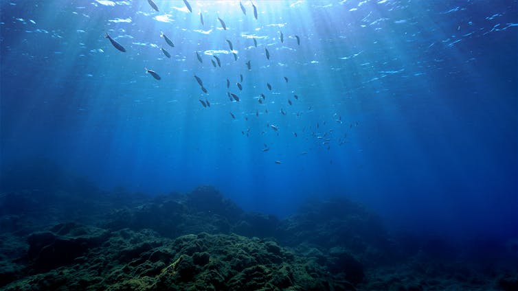 fish school reef