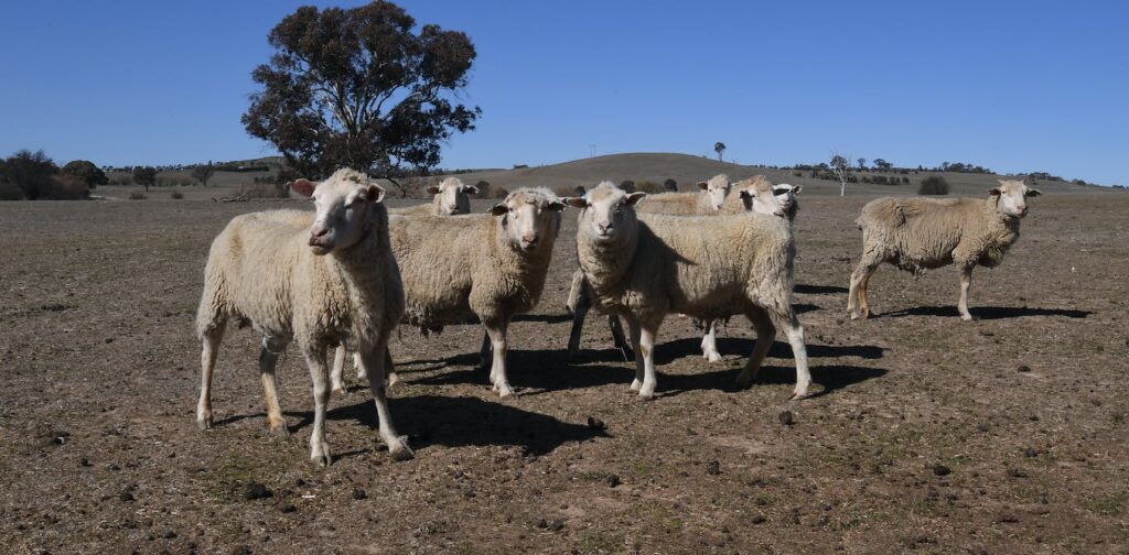 As livestock theft becomes a growing problem in rural Australia, new technologies offer hope