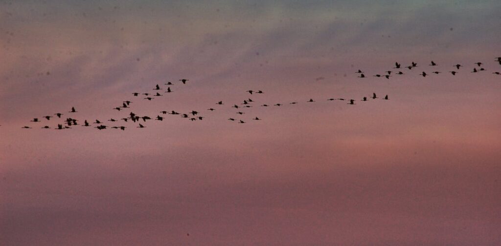 Scientists are using machine learning to forecast bird migration and identify birds in flight by their calls