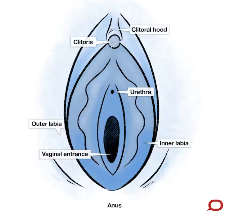 Diagram showing a vulva