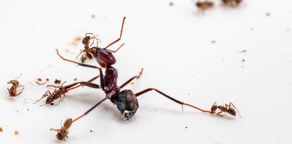 A battlefield for ants? New study on ant warfare shows we could manipulate their fights