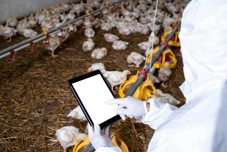 a person in a white hazmat suit holding an ipad while surrounded by chickens