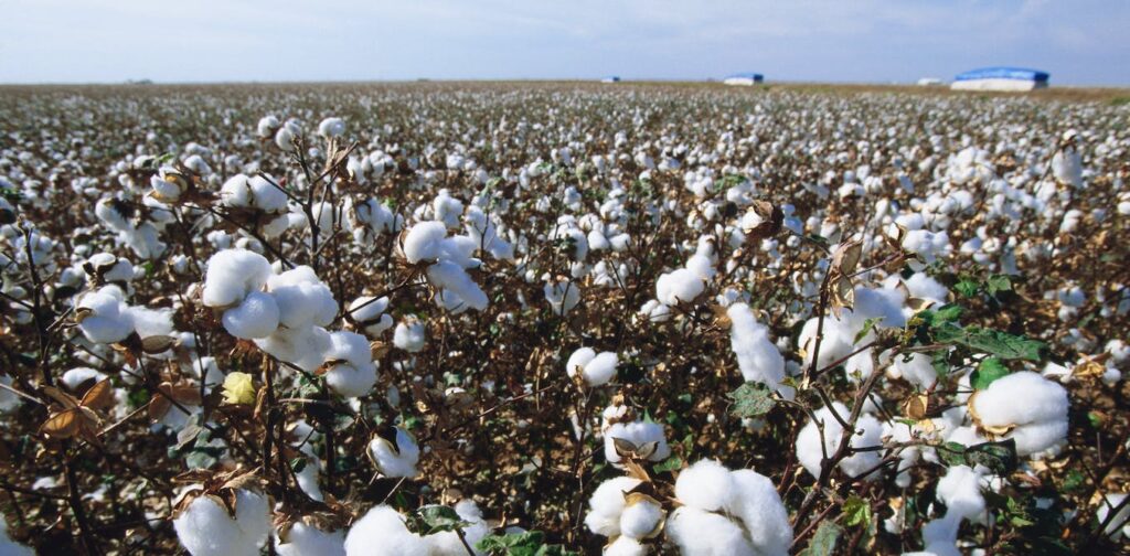 Our robot harvests cotton by reaching out and plucking it, like a lizard’s tongue snatching flies