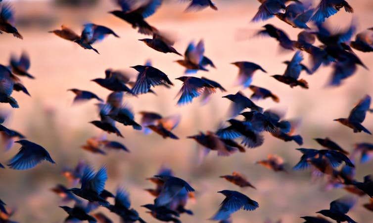 a flock of small colourful birds taking off