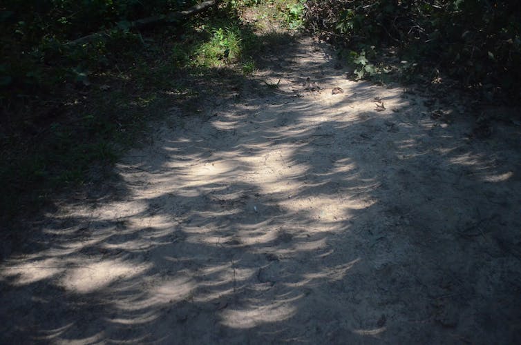 Dappled sunlight spread across sandy ground