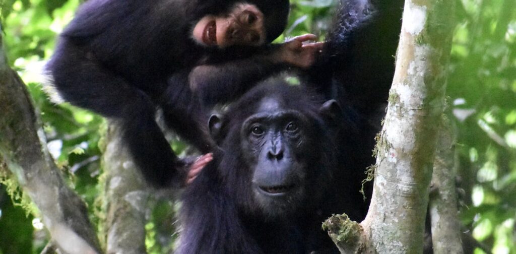 Playing with the kids is important work for chimpanzee mothers