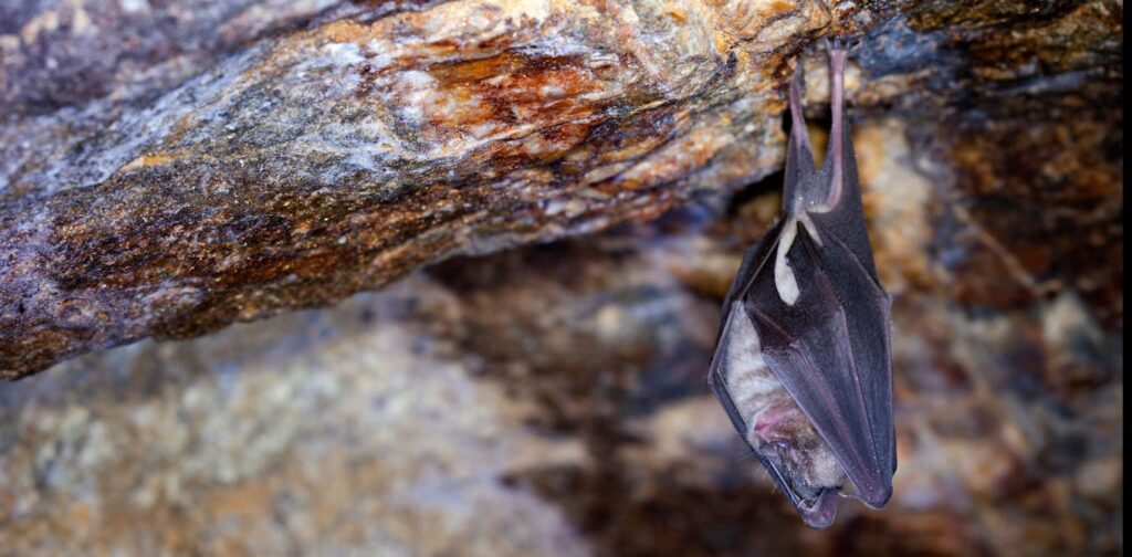 Maths makes finding bat roosts much easier, our research shows