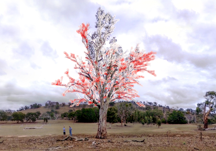 Photo of a tree with all its branches surrounded by neatly drawn boxes.