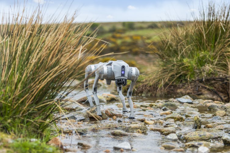 rocky stream with grass at edges, small white dog-shaped roboto machinery in centre of pic