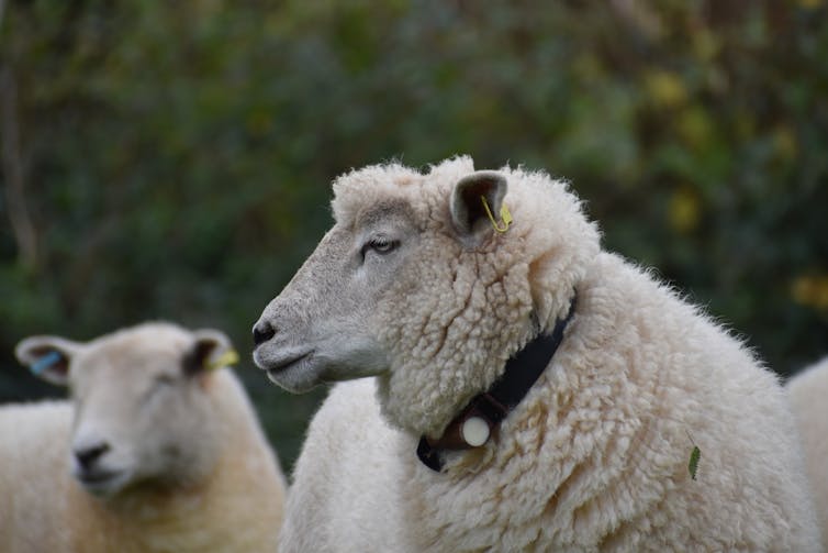 sheep with black electronic collar round its neck