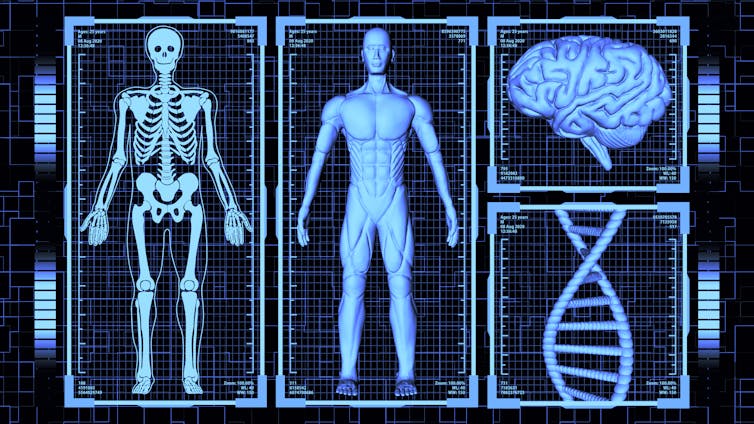 a futuristic display of the human body showing a full body scan, a skeleton, the brain and a strand of DNA, all digitally rendered in blue