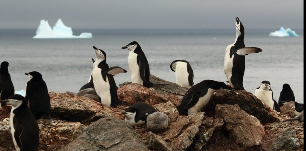 Diving with penguins: tech gives ocean scientists a bird’s-eye view of foraging in Antarctic waters