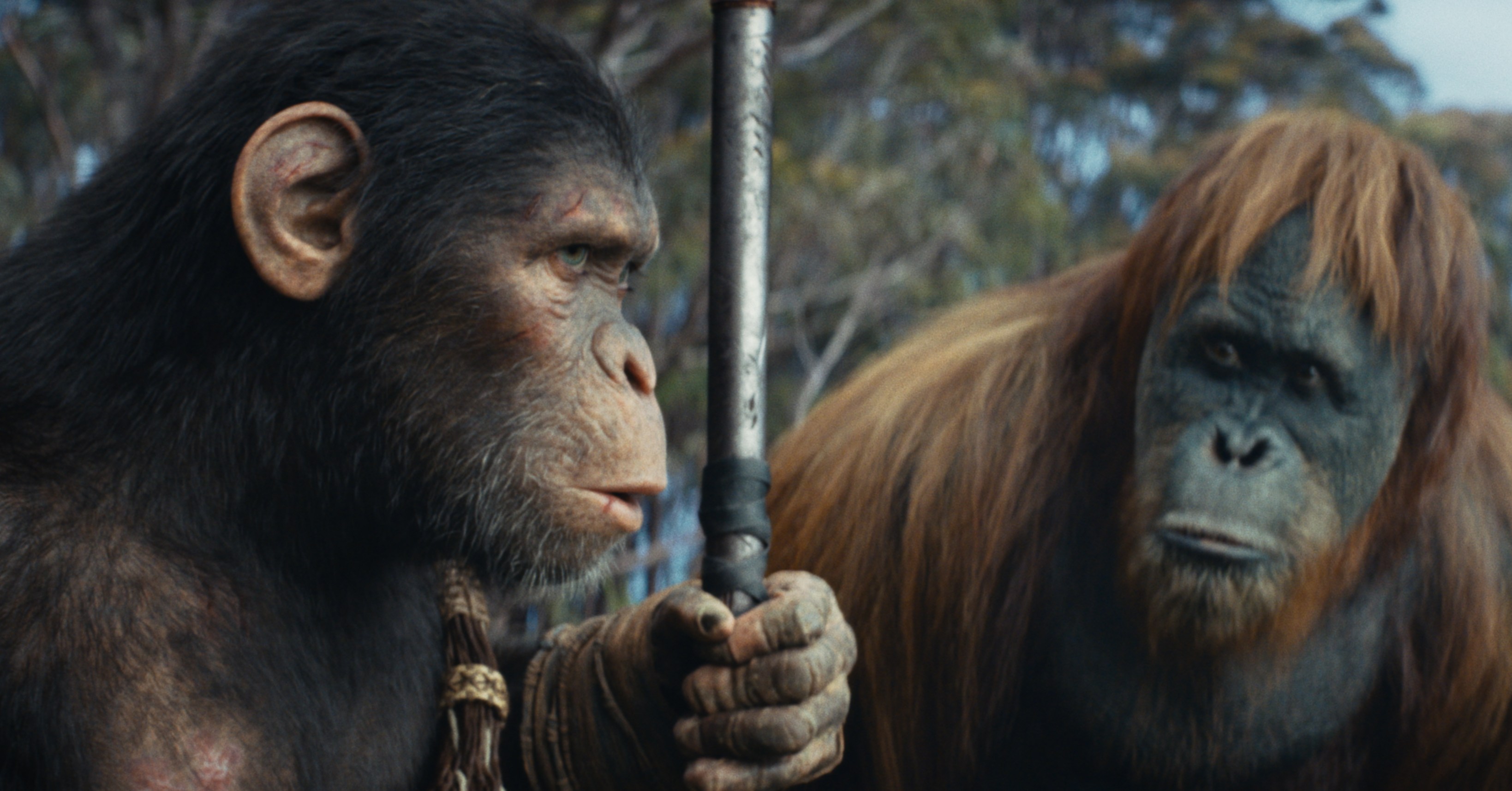 Noa (a chimp) and Raka (an orangutan) from Kingdom of the Planet of the Apes look at each other while Noa holds a weapon