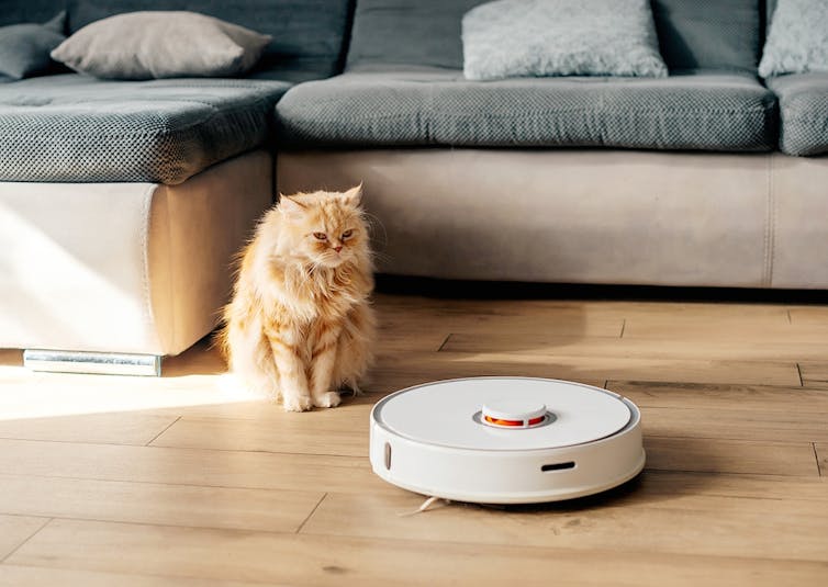 A ginger cat sits and watches a white robot vacuum on a wooden floor.